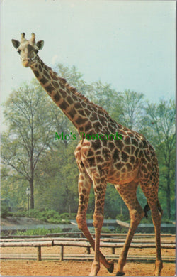 Animals Postcard - Giraffe, The Zoological Society of London SW10376