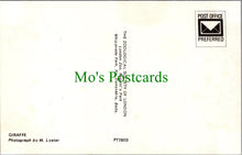 Load image into Gallery viewer, Animals Postcard - Giraffe, The Zoological Society of London SW10376