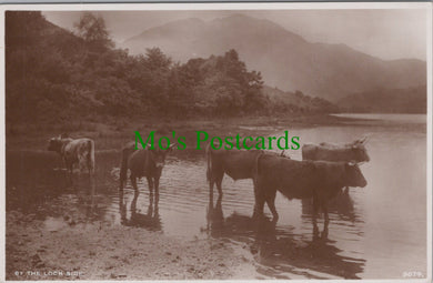 Animals Postcard - Highland Cattle By The Loch Side  SW10431