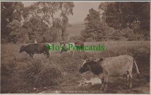 Load image into Gallery viewer, Animals Postcard - Cows - The Heat of The Day  SW10449
