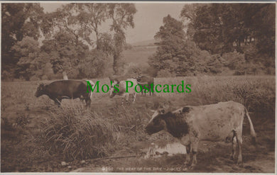 Animals Postcard - Cows - The Heat of The Day  SW10449