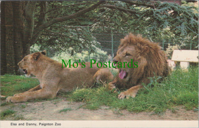 Animals Postcard - Elsa and Danny, Paignton Zoo Lions SW10476