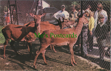Animals Postcard - Children's Zoo, Hotham Park, Bognor Regis SW10487