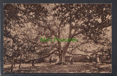 Nature Postcard - Giant Walnut Tree - Mo’s Postcards 