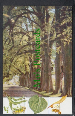 Nature Postcard - Trees - Common Lime Tree