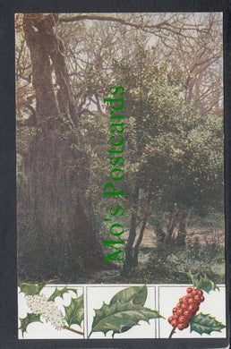 Nature Postcard - Holly Tree