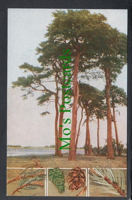 Nature Postcard - The Scots Pine Tree