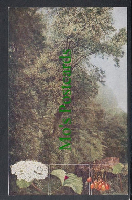 Nature Postcard - White Beam Tree