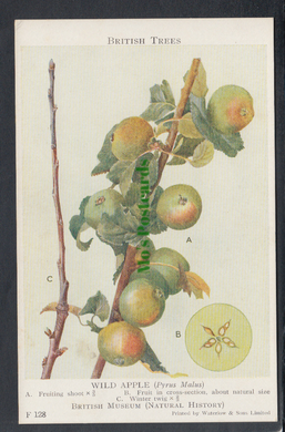 Nature Postcard - British Trees - Wild Apple (Pyrus Malus) - British Museum - Mo’s Postcards 