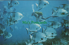 Load image into Gallery viewer, Fish Postcard - Curious Spadefish