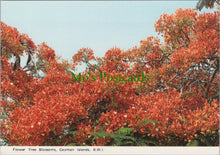 Load image into Gallery viewer, Flower Tree Blossoms, Cayman Islands, British West Indies
