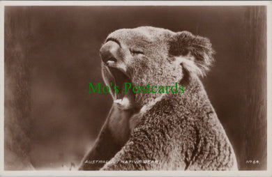 Australian Native Bear, The Koala Bear