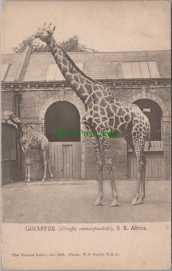 Zoo Animals - Giraffes, S.E.Africa