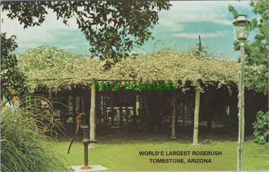 World's Largest Rosebush, Tombstone, Arizona