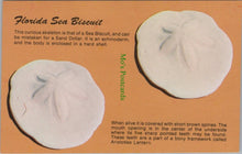 Load image into Gallery viewer, Nature Postcard - Florida Sea Biscuit