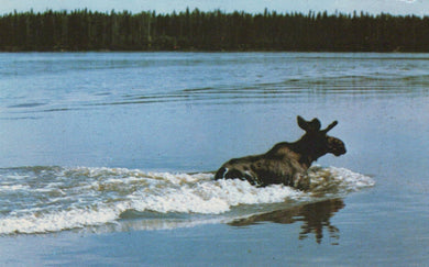 Canada Postcard - Animals - The Moose - Alaska Highway in Northern British Columbia - Mo’s Postcards 