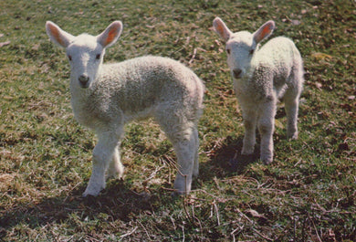 Animals Postcard - Lambs in The Spring - Mo’s Postcards 
