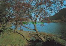Load image into Gallery viewer, Rowan Tree (Mountain Ash) on Ullswater Shore
