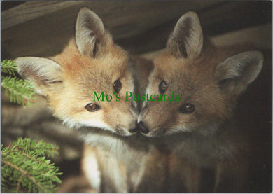 Animals Postcard - Two Foxes
