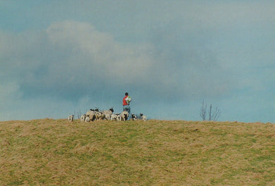 Derbyshire Postcard - Shepherd With The Jacob Flock, Chatsworth - Mo’s Postcards 