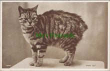 Load image into Gallery viewer, Animals Postcard - A Manx Cat
