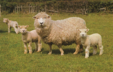 Animals Postcard - Sheep and Lambs - Mo’s Postcards 
