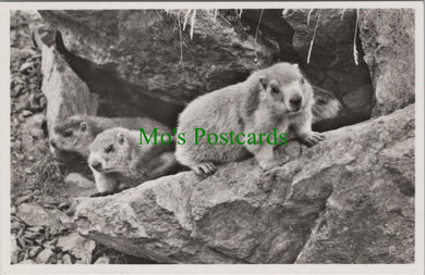 Animals Postcard - Marmot / Murmeltiere