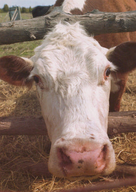 Animals Postcard - Farming - Close Up of a Cow - Mo’s Postcards 