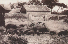 Load image into Gallery viewer, Nostalgia Postcard - Farms &amp; Farming - Animals - Pigs, 1905 - Mo’s Postcards 
