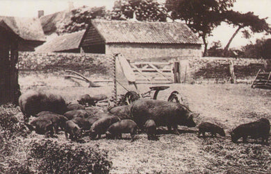 Nostalgia Postcard - Farms & Farming - Animals - Pigs, 1905 - Mo’s Postcards 