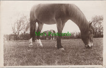 Load image into Gallery viewer, Animals Postcard - Horses Grazing