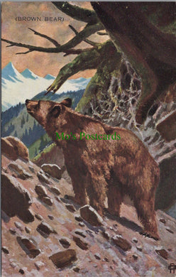 Animals Postcard - The Brown Bear
