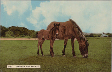 Dartmoor Pony and Foal