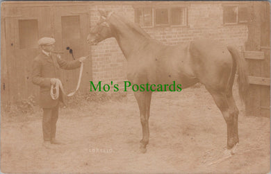 Animals Postcard - Horse Called Lorello