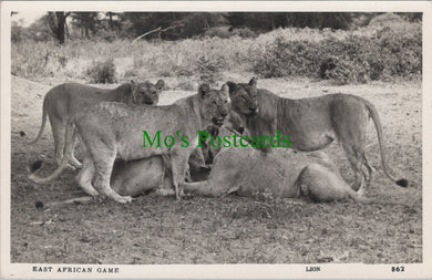 East African Game, Lions