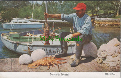 The Bermuda Lobster