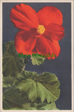 Load image into Gallery viewer, Flowers Postcard - Begonia