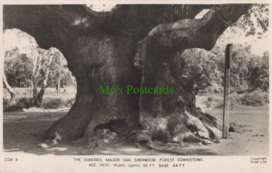 Nottinghamshire Postcard - The Dukeries, Major Oak, Sherwood Forest, Edwinstowe - Mo’s Postcards 