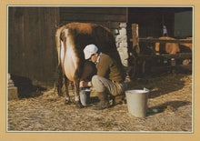 Load image into Gallery viewer, Traditional Crafts Postcard - Cows - Milking By Hand - Mo’s Postcards 
