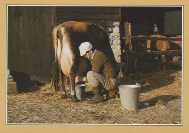 Traditional Crafts Postcard - Cows - Milking By Hand - Mo’s Postcards 