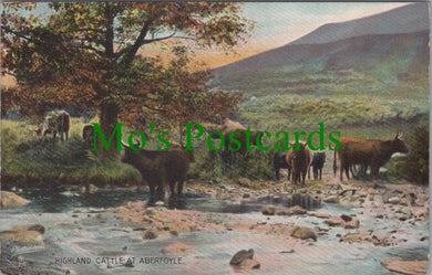 Scotland Postcard - Highland Cattle at Aberfoyle  SW11992