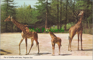Animals Postcard - Giraffes With Baby, Paignton Zoo SW11220