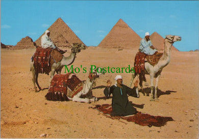Egypt Postcard - Giza, Arab Camelriders, The Pyramids     SW11371