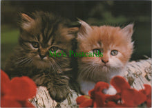 Load image into Gallery viewer, Animals Postcard - Cats - Two Cute Kittens  SW11463
