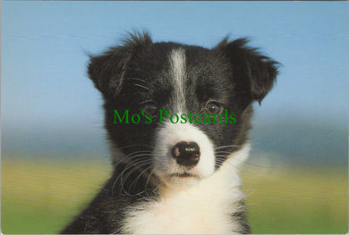 Animals Postcard - Dogs, Sheep Dog Pup SW11470