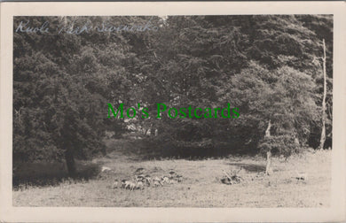Kent Postcard - Deer in Knole Park, Sevenoaks  DC2529
