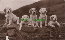 Load image into Gallery viewer, Animals Postcard - Five Cute Dogs on a Wall  SW13061
