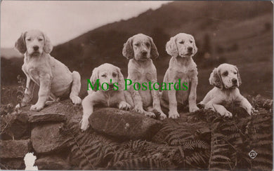 Animals Postcard - Five Cute Dogs on a Wall  SW13061