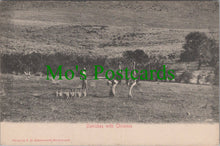 Load image into Gallery viewer, South Africa Postcard - Ostriches With Chickens   SW11109
