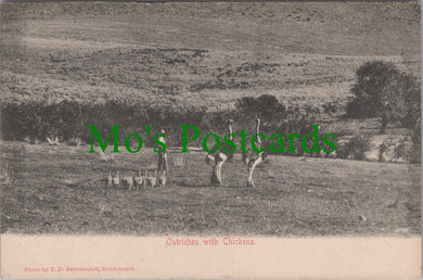 South Africa Postcard - Ostriches With Chickens   SW11109